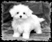 maltese.jpg
